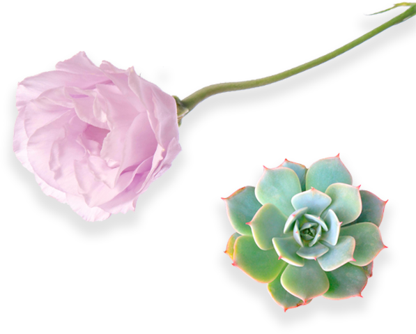 diseno-floral-peonia-sucilenta-flor-del-tiempo